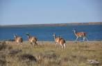 Encontro com guanacos, camelídeos muito comuns na Península Valdés, no litoral da  patagônia argentina